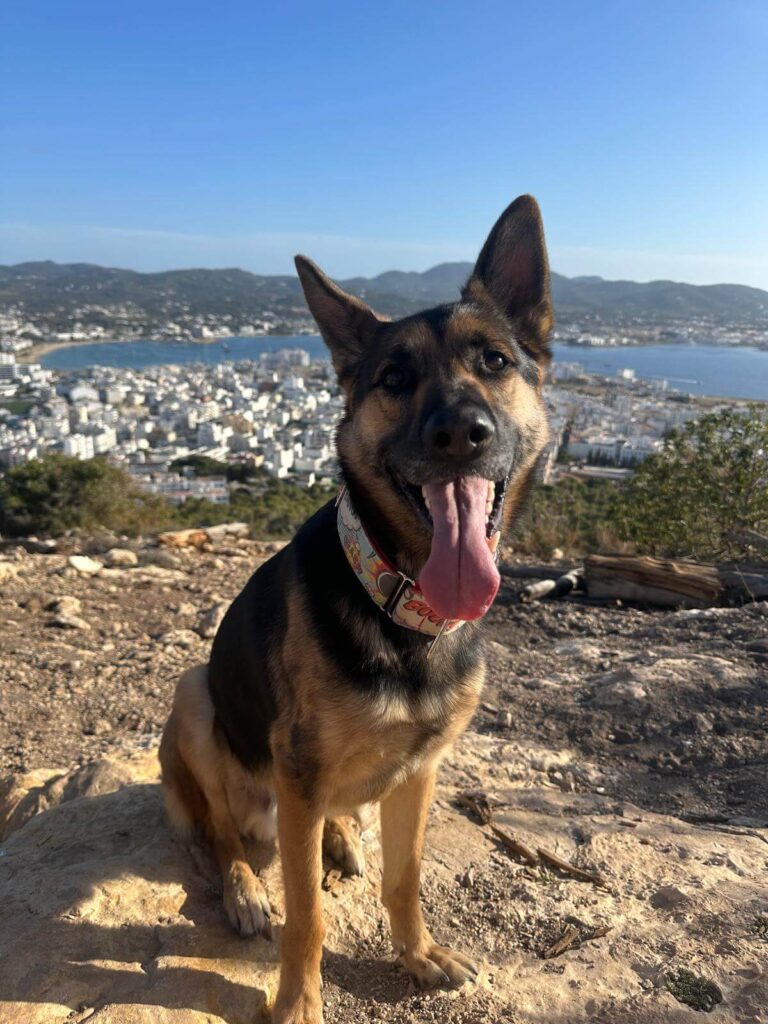 Hábitos de un emprendedor pet friendly