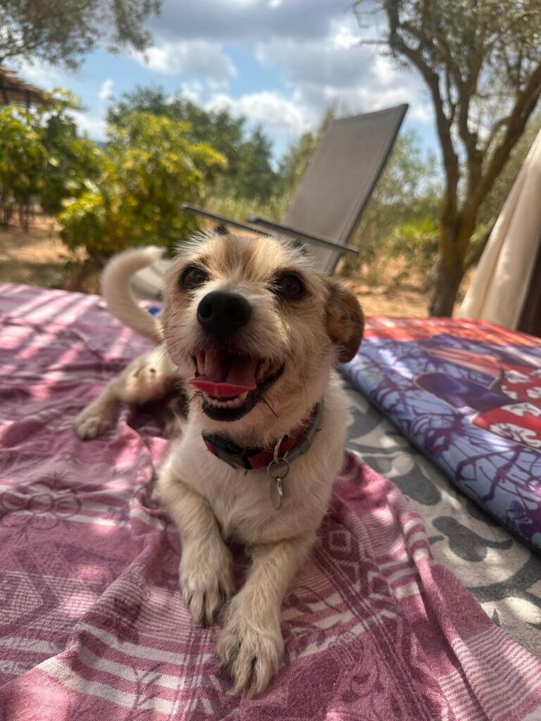 IA para emprendedores pet friendly